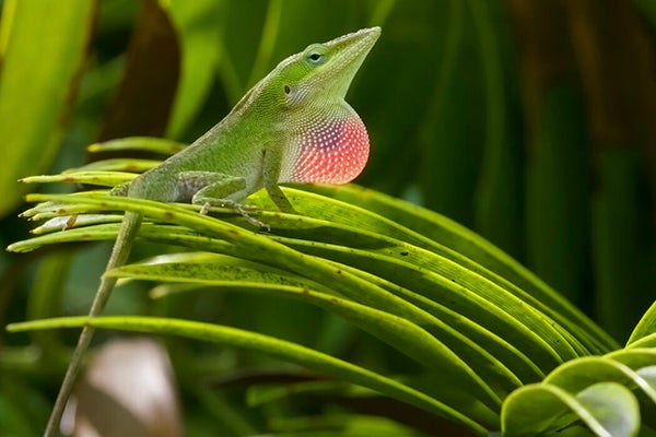 Anolis carolinensis